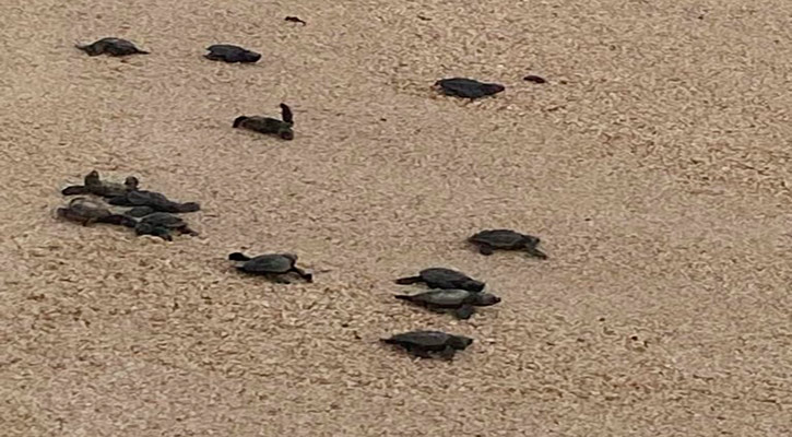 Se han protegido más de 6 mil nidos de tortuga en la temporada 2023 en Los Cabos