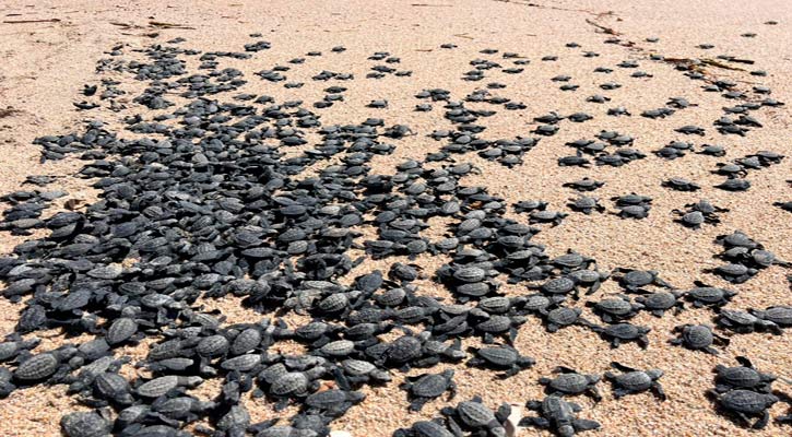 Liberaron 6,500 crías de tortugas en playas de SJC