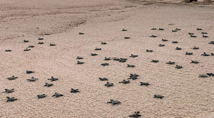 Han recuperado más de 84 mil huevos de tortuga en el desarrollo Costa Palmas en La Ribera