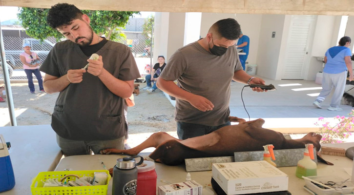 Esterilizaron 95 perros y gatos para reducir sobrepoblación callejera en Los Cabos