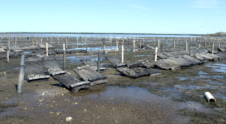 Ocupa cultivo de ostión 90% de hectáreas utilizadas para acuacultura en BCS