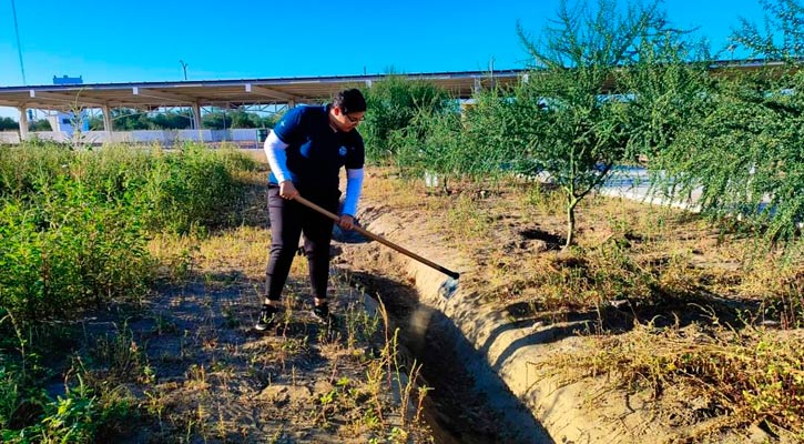 Rehabilitan zanjas de infiltración pluvial en la UABCS