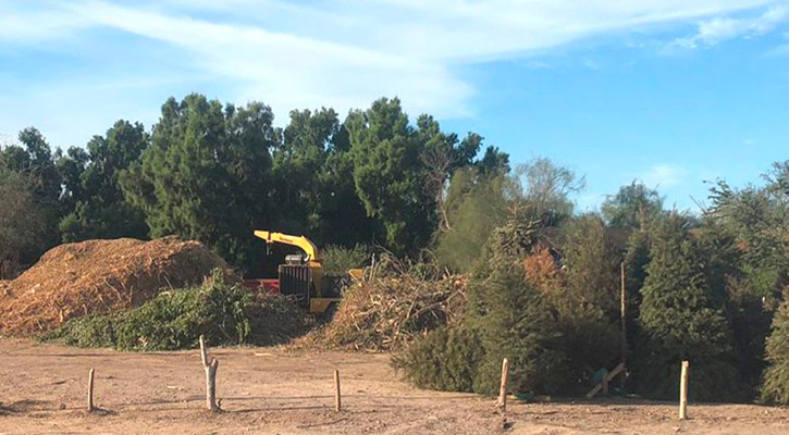 Continúa recepción de árboles de Navidad en el Eco Parque de La Paz