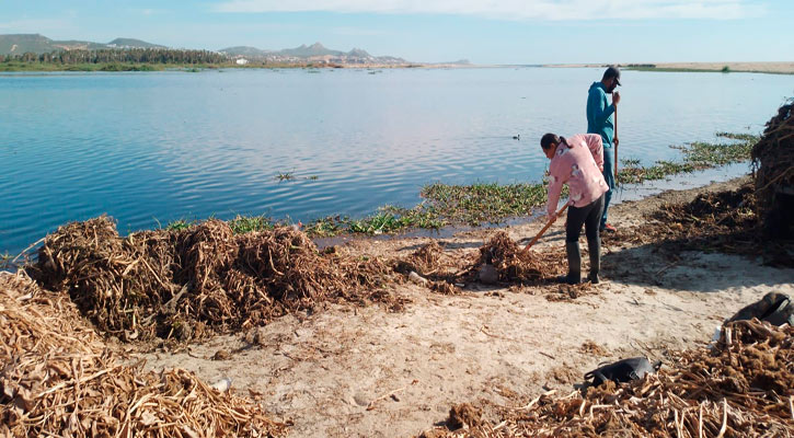 Se ha eliminado el 75% del lirio acuático del Estero de SJC