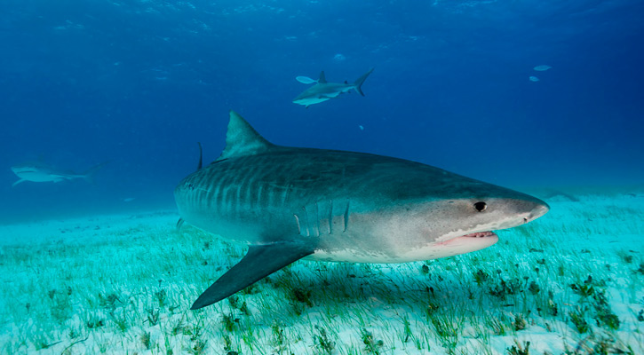 Es amplia y significativa la presencia del tiburón tigre en costas de BCS