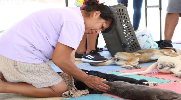 Se practicaron 347 esterilizaciones y aplicaron 315 vacunas antirrábicas a perros y gatos en SJC y CSL en 3 días