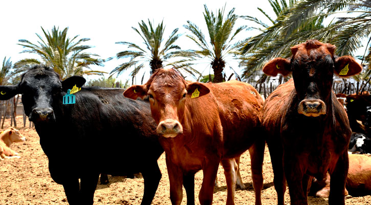 Trabajan en conservar la sanidad pecuaria en BCS