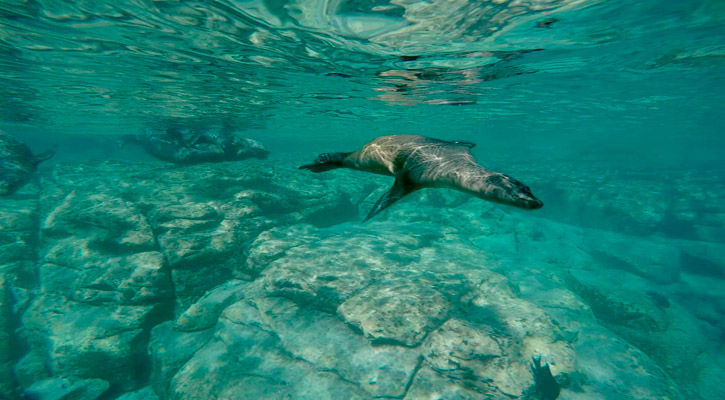 Prohíben nado con lobos marinos en Isla Espíritu Santo    