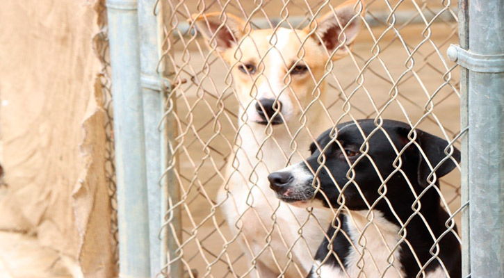 Hay 14 perros rescatados en albergue de SJC listos para ser adoptados