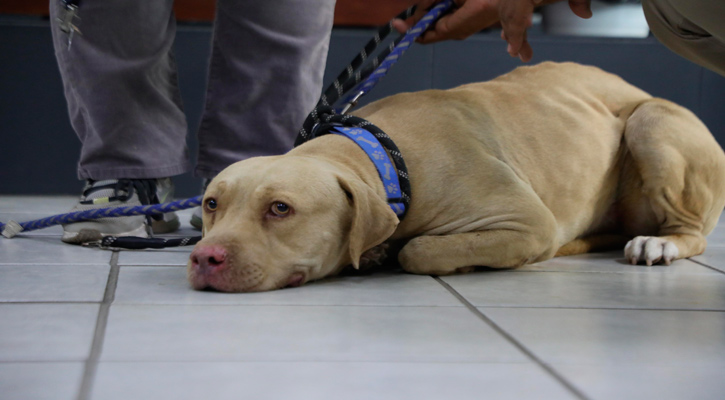 Adoptaron al “Güero”, perro que vivía afuera de un Oxxo en La Paz