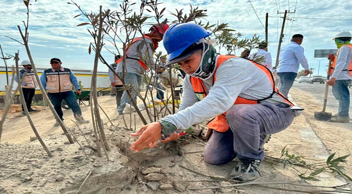 Inició limpieza y mantenimiento de 1.9 km de camellones y banquetas en la zona de El Bordo en CSL