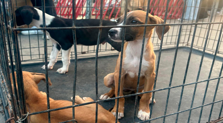 Realizarán jornada de adopciones caninas en la explanada del Palacio Municipal de La Paz