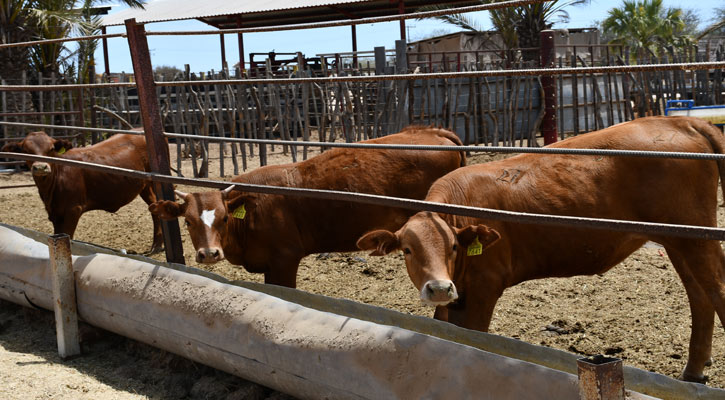 Convocan a productores a continuar con actividades de barrido de tuberculosis bovina en BCS