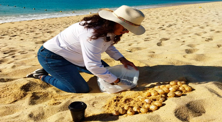 Arribo masivo de tortugas marinas a CSL; rescataron alrededor de 20 mil huevos