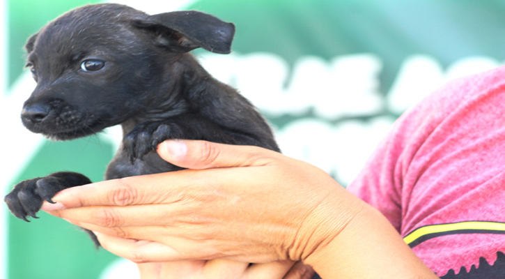 Promueven adopción de mascotas en la explanada del Palacio Municipal de La Paz