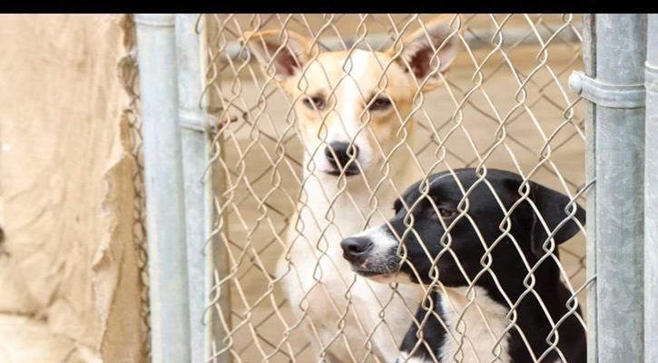 Tienen en adopción 15 perros rescatados por maltrato en Los Cabos