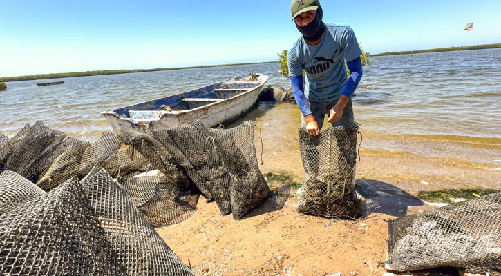 Fortalece gobierno de BCS a productores acuícolas; destinaron 12. 5 mdp