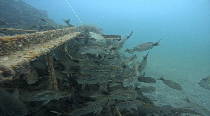 Notable crecimiento de especies marinas en el arrecife artificial que se instaló en San Juan de la Costa