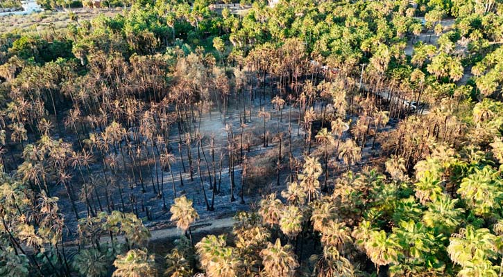 Sofocados en su totalidad los incendios de Todos Santos; afectadas 4 hectáreas y no hubo heridos