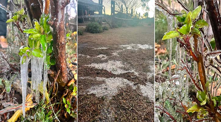 Primera helada de la temporada en Sierra La Laguna; temperatura en ascenso esta semana en BCS