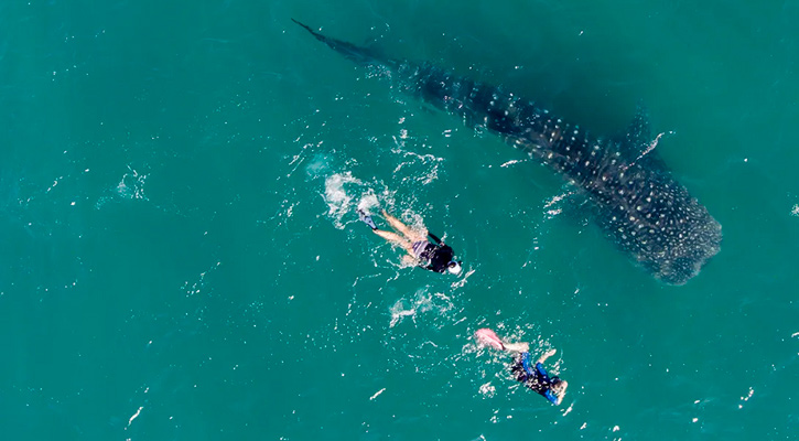 Arrancó temporada de tiburón ballena sin resolverse la falta de 26 permisos; hay en la bahía de La Paz 9 ejemplares