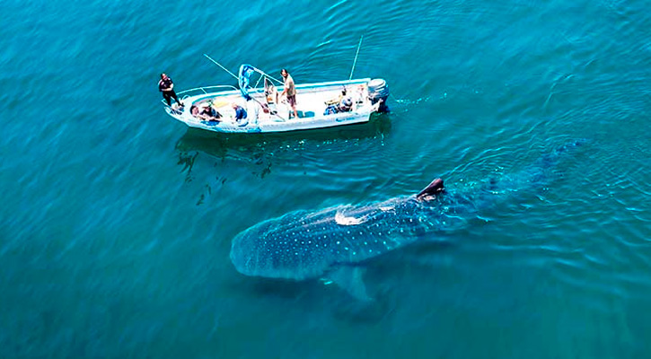 Turisteros piden que permisos para tiburón ballena en La Paz sean permanentes