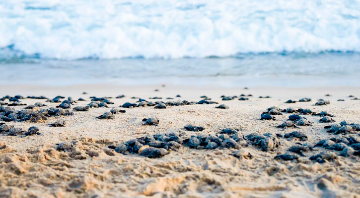 Liberan tortugas en SJC; promueve cultura del cuidado y preservación del ambiente