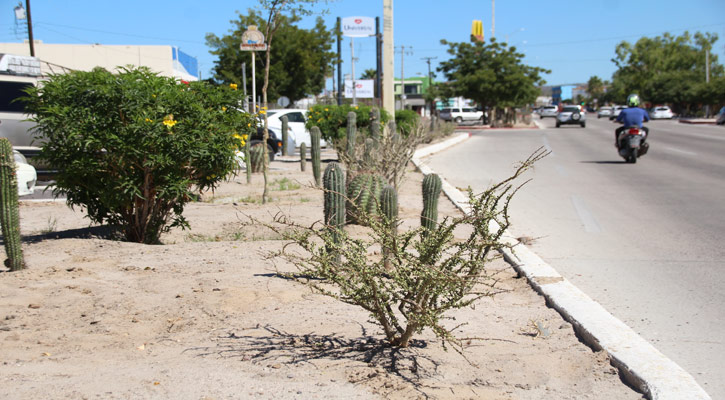 Más de 3,700 plantas utilizadas para el embellecimiento de los Camellones Choyeros en La Paz