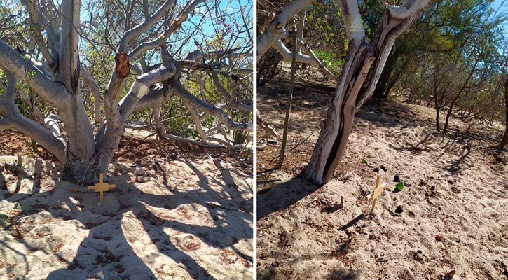 Dos cuerpos sin identificar de los 18 encontrados en fosas clandestinas de El Cajoncito