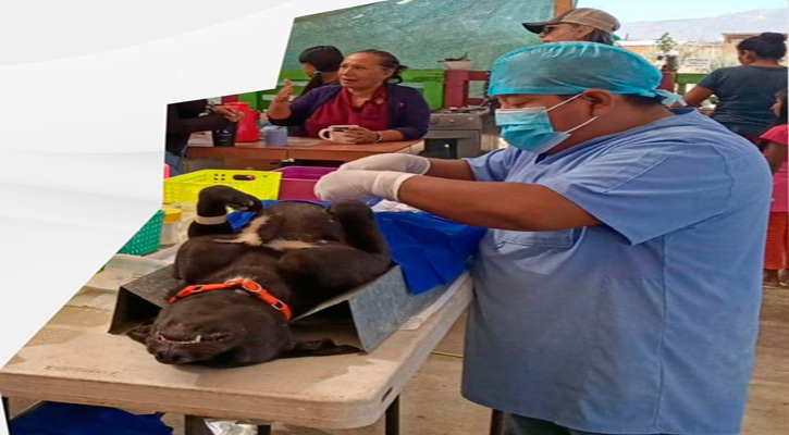 Realizó 3,600 esterilizaciones y aplicó 2,500 vacunas antirrábicas la Dirección de Salud de Los Cabos en el 2024