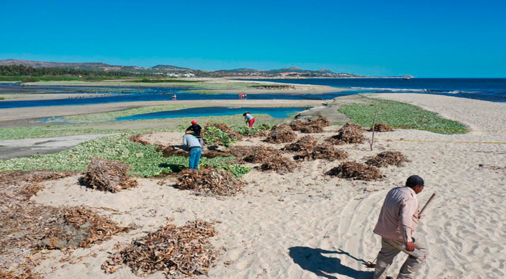 Implementa Ayuntamiento de Los Cabos un Plan de Contingencia para limpieza Estero San José del Cabo