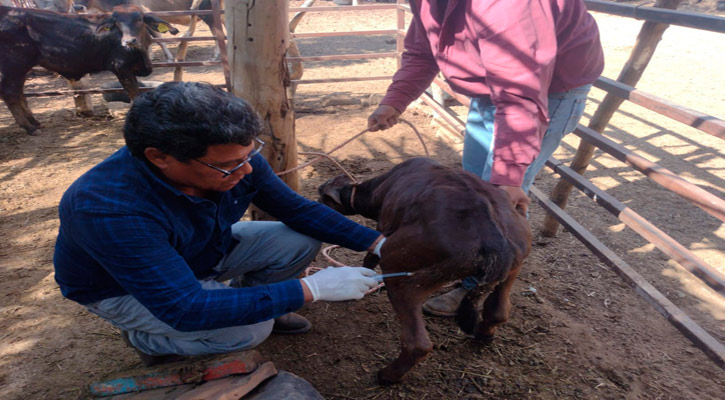 Refuerzan en La Paz la salud ganadera con el programa Promatyz