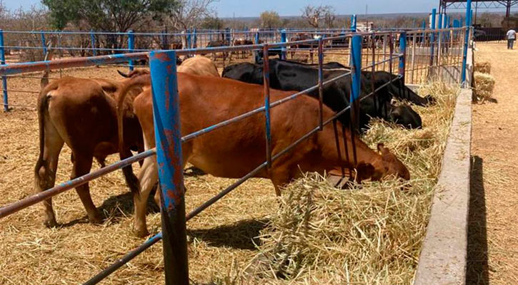 Ha invertido el gobierno de BCS más de 126 mdp en apoyo de más de 7 mil ganaderos