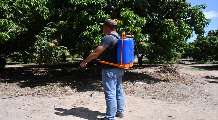 Mantiene BCS a la baja los brotes de mosca de la fruta