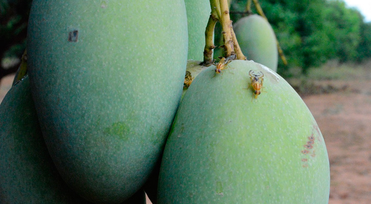 Hay que dimensionar la sanidad de los cárnicos y vegetales que entran y salen de BCS