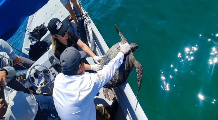 Vinculan a proceso a 2 personas por capturar una tortuga en La Paz