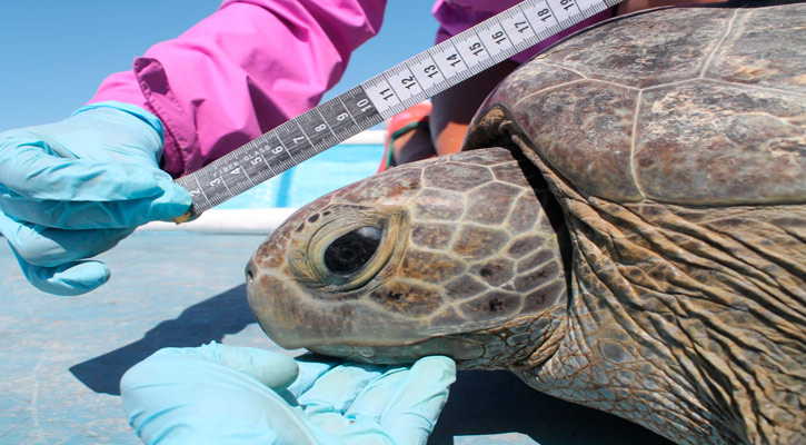 Instalan transmisores para tortugas marinas anidadoras en el Parque Nacional Revillagigedo