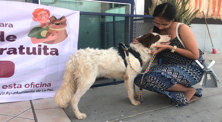 Realizó CEMAC de La Paz más de mil esterilizaciones y cerca de 200 adopciones durante 2024