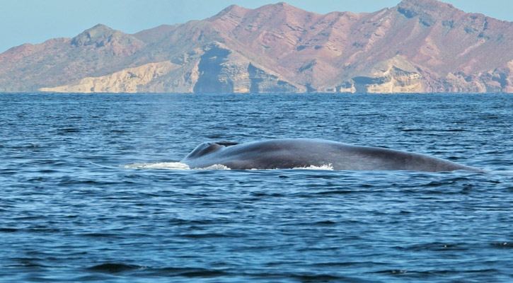 Se realizará del 6 al 8 de febrero el “Festival de la Ballena Azul 2025” en Loreto