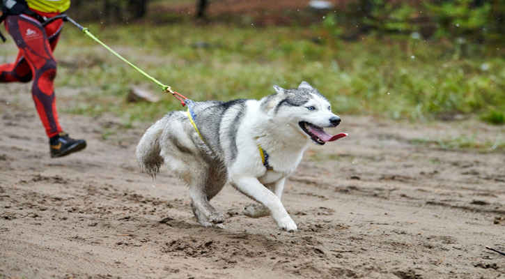 Invitan a participar en paseo y carrera canina “Canicross Etocane K-9, BCS”