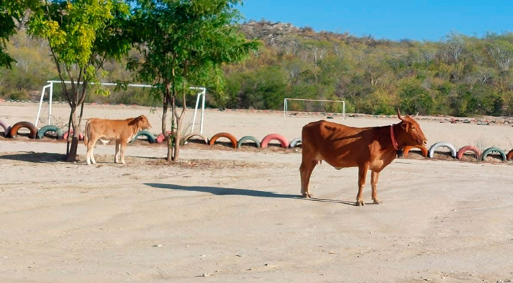 Ponen en marcha en Los Cabos el Programa de Sequía Recurrente para apoyar a ganaderos locales