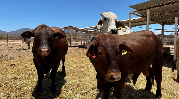 Trabaja gobierno de BCS en estrategias para mantener la sanidad animal