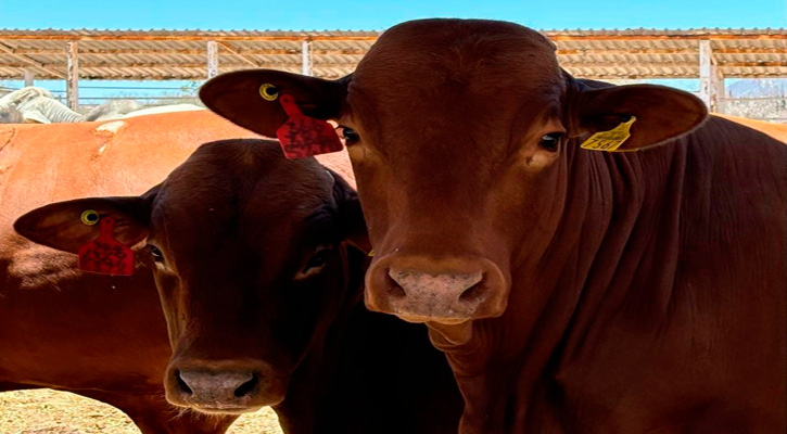 Respalda Sepada a productores ganaderos tras la situación de sequía recurrente en BCS