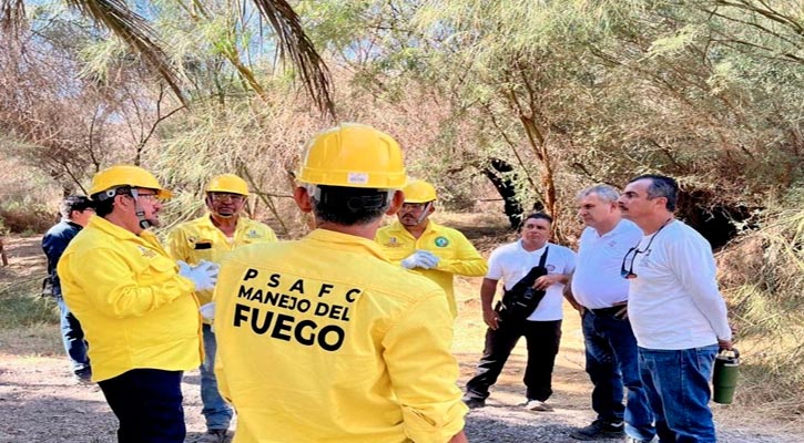 Se han retirado más de 600 hectáreas de material vegetativo para prevención de incendios forestales en BCS