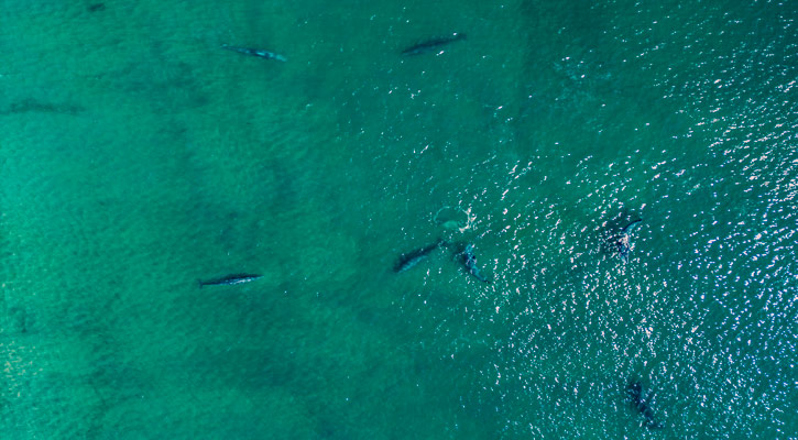 Piden en Los Cabos evitar tocar a ejemplares de ballena gris