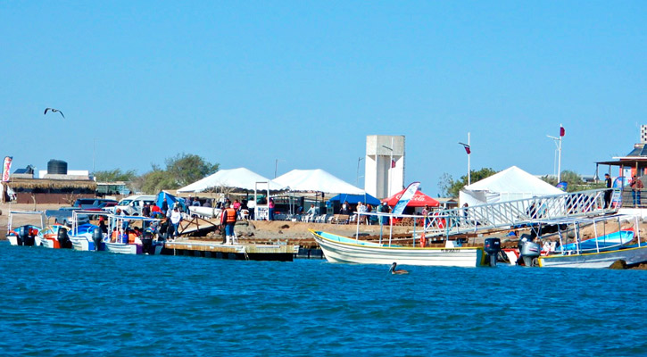 Crece arribazón de ballenas y turistas a Puerto Chale en esta temporada