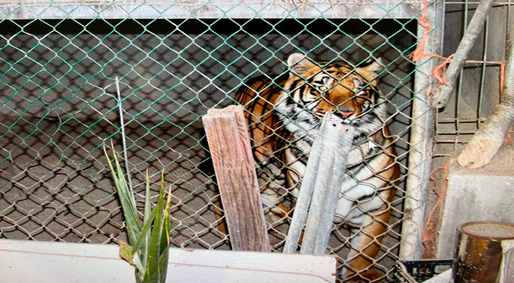 Aseguran mediante un cateo en San Pedro a un tigre, droga y un arma de fuego