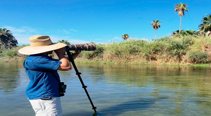 Contribuye UABCS al reconocimiento de Los Cabos como “Bird City”