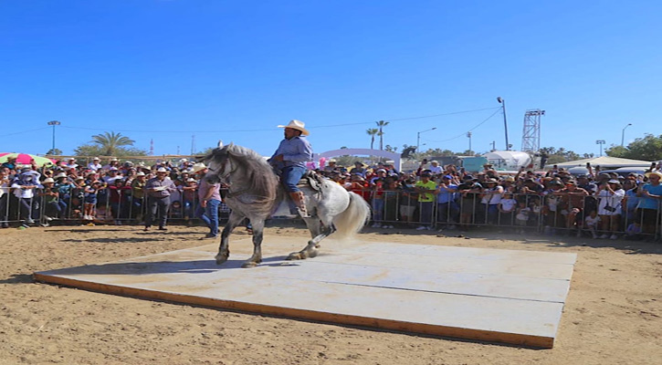 Invita Ayuntamiento de Los Cabos al concurso y exhibición Caballos Bailadores