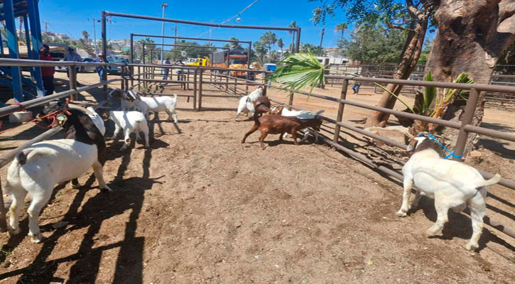 Afinan detalles para Expo Ganadera y Agrícola 2025 en SJC